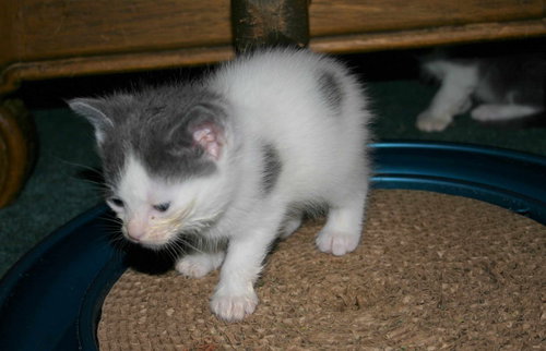 C98 Litter-Cupid - ADOPTED