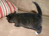 C98 Litter-Diana - ADOPTED