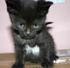 C98 Litter-Diana - ADOPTED