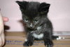 C98 Litter-Diana - ADOPTED