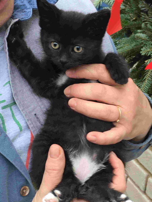 C98 Litter-Diana - ADOPTED