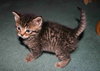 C98 Litter-Iris - ADOPTED