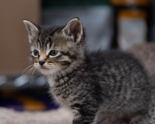 C98 Litter-Iris - ADOPTED