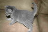 C98 Litter-Victoria - ADOPTED