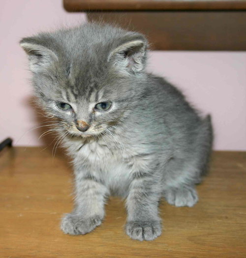 C98 Litter-Victoria - ADOPTED