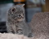 C98 Litter-Victoria - ADOPTED
