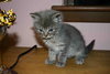 C98 Litter-Victoria - ADOPTED