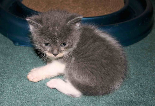 C98 Litter-Violet - ADOPTED