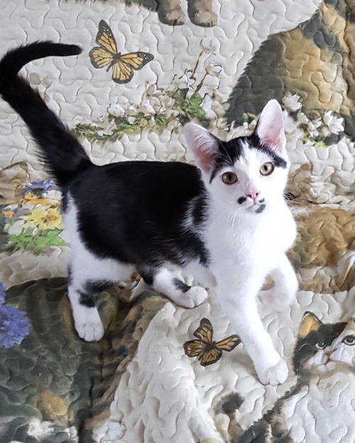 Arthur-ADOPTED