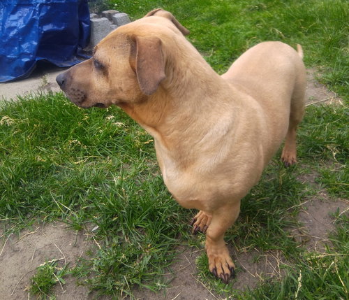 ROMEO 2 ❤️ - Dachshund / Bulldog available for adoption