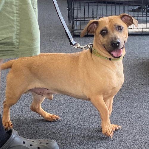 ROMEO 2 ❤️ - Dachshund / Bulldog for adoption in Livonia