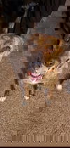 Brynn-ADOPTION PENDING