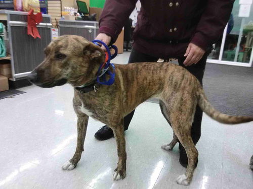 Brynn-ADOPTION PENDING