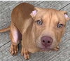 Chessie