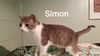 Simon