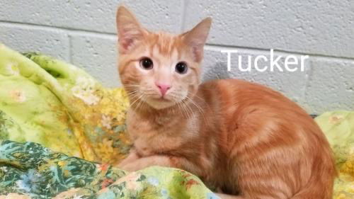 Tucker