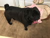 Bullwinkle