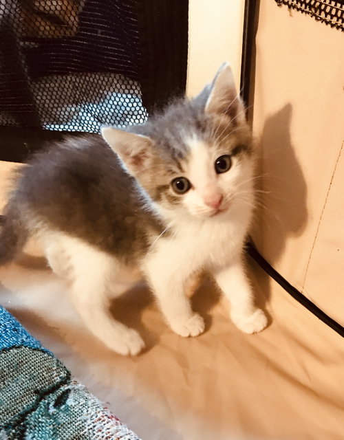 Photo 4 of C103 litter Junior