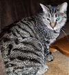 Tiggy