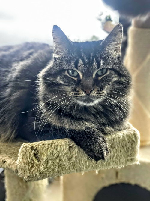 LOLA - Domestic Medium Hair / Tabby available for adoption