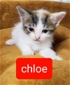C124 litter Chloe