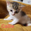 C124 litter Callie