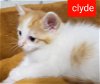 C124 Litter - Clyde