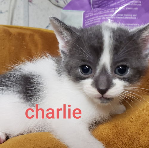 C124 Litter Charlie