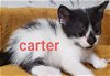 C124 Litter Carter