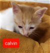 C124 litter Calvin