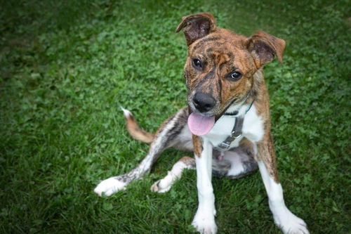 Bodhi Pending Adoption