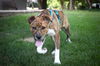 Bodhi Pending Adoption