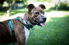Bodhi Pending Adoption