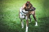 Bodhi Pending Adoption