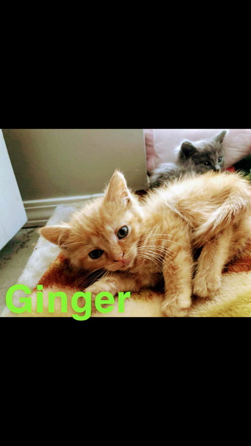 C129 litter Ginger