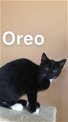 C140 litter Oreo