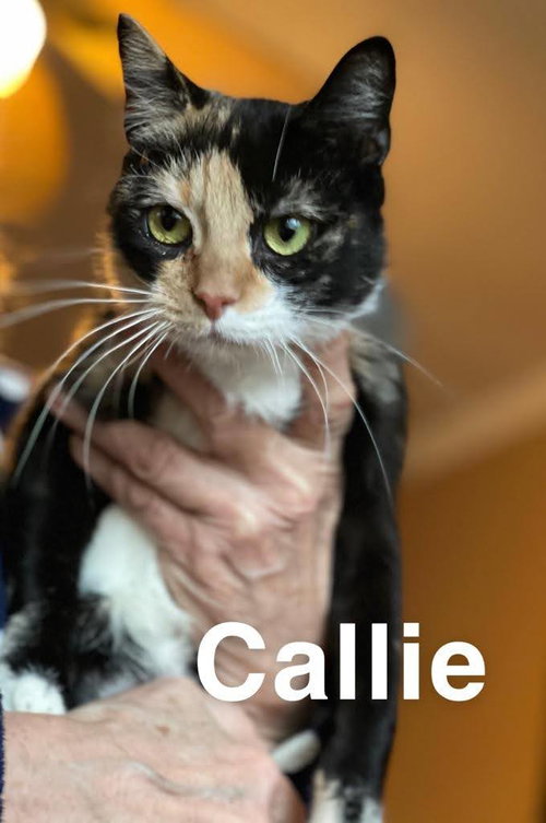 Callie