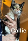 Callie