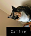 Callie
