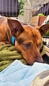 Archie