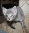 C145 Litter Miracle - NEEDS FOSTER