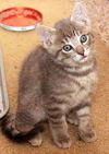 C145 Litter Miracle - NEEDS FOSTER