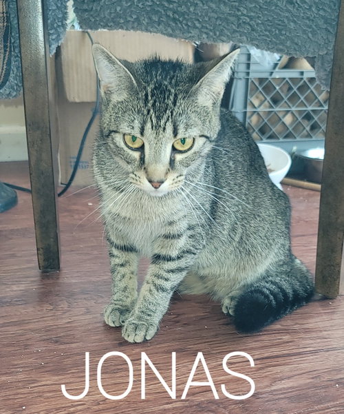 Photo 3 of Jonas
