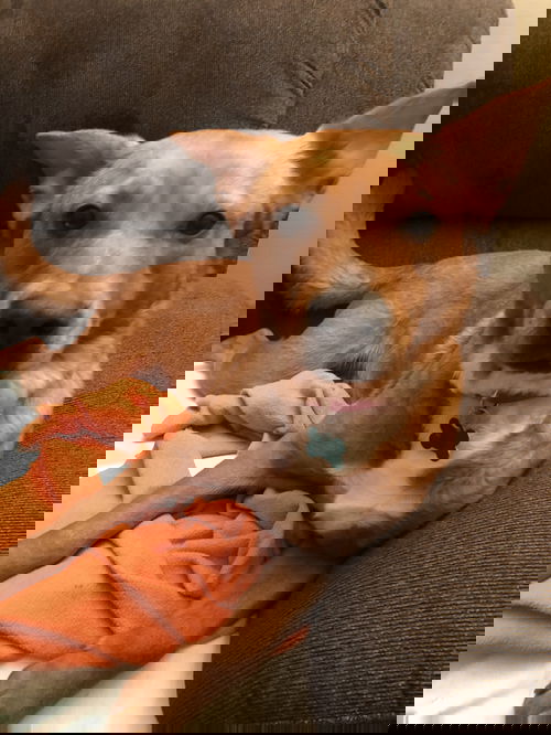 Noodle
