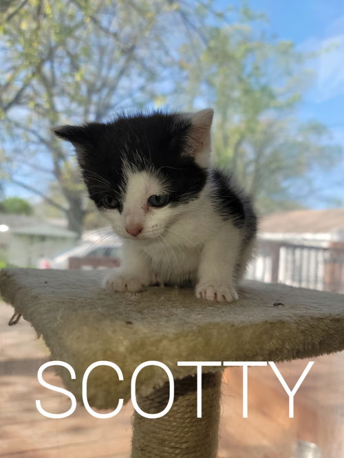 C153 litter Scotty