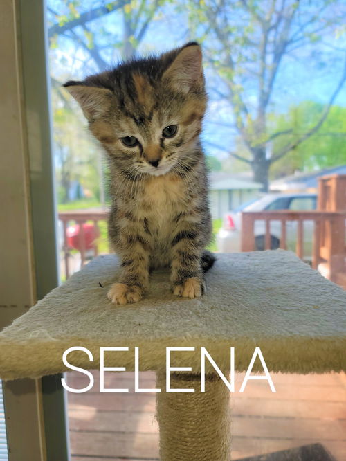 C153 litter Selena