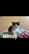 C155 litter Mindy