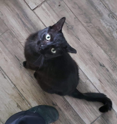 LOUIE - Domestic Short Hair available for adoption