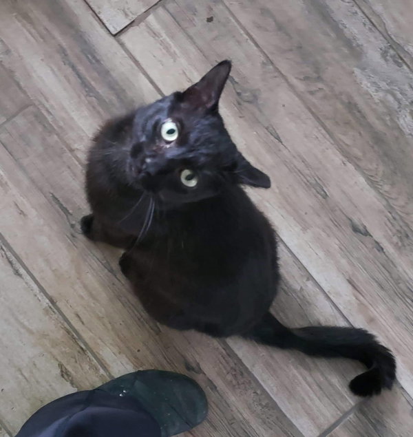 Louie