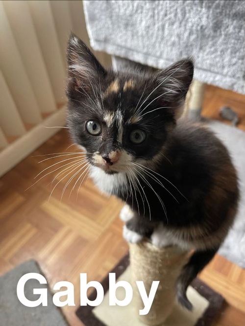 C156 litter Gabby